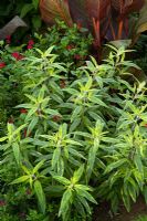 Salvia leucantha 'Eder' - variegated, with Salvia 'Silas Dyson'
