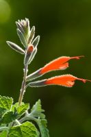 Salvia tubiflora, syn. Salvia oppositiflora