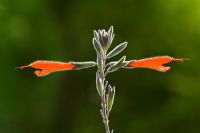 Salvia tubiflora, syn. Salvia oppositiflora
