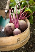 Harvested Beetroot in a wooden sieve
