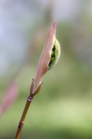Emerging foliage of Acer morifolium in Spring