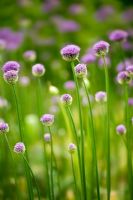 Emerging flowers of Allium 'Purple Sensation' in Spring