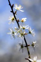 Prunus spinosa - Blackthorn blossom in Spring