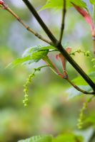 Acer morifolium in Spring