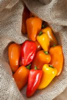 Capsicum annuum - Chilli Pepper 'Mini mixed' in burlap sack