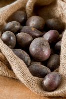 Solanum - Potato 'Shetland Black' in sack, October
