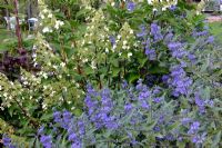 Caryopteris clandonensis - Bluebeard and Hydrangea paniculata