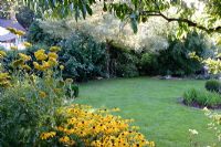 Lawn with Rudbeckia - Coneflowers, Achillea - Yarrow, and Acer negundo 'Variegatum'