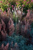Artemisia arborescens 'Powis Castle', Heuchera 'Chocolate Ruffles' and Linaria purpurea 'Canon Went'