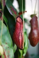 Nepenthes - Monkey Cup