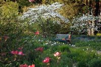 Spring garden. Cornus nuttallii with blue bench and Narcissus - Daffodils