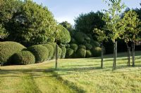 Clipped Buxus balls in a landscaped garden. 