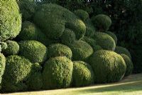 Clipped Buxus hedge