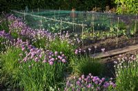 Decorative potager and herb garden, with flowering Allium schoenoprasum - Chives and Brassicas under protective netting
