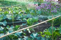 Decorative potager in Summer, with Brassicas protected under green netting and Allium schoenoprasum - Chives behind.  