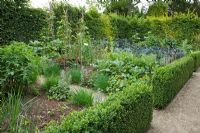 Decorative potager and herb garden with Runner Beans, Allium schoenoprasum - Chives, edged with Buxus - Box hedge