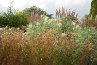 Late Summer border with Setaria viridis, Miscanthus sinensis 'Malepartus' and Cleome spinosa 'Helen Campbell'. 