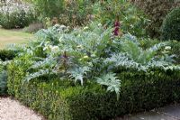 Decorative, square Buxus - Box bed planted with Cynara scolymus 'Gros Vert de Laon' and pale Zinnias 'Benary's Giant White and Lime'.