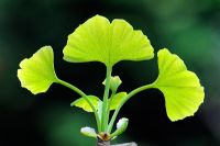 Ginko biloba, new leaf growth
