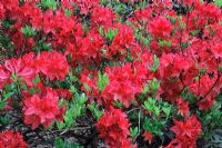 Rhododendron mollis 'Radiant'