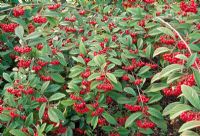 Cotoneaster salicifolius 'Avonbank' berries in autumn