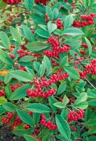 Cotoneaster salicifolius 'Avonbank' berries in autumn
