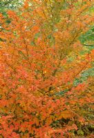 Stewartia pseudocamellia - autumn foliage
