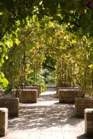 Walkway under Vitis - Grape covered arches. Ventnor Botanic Garden, Isle of Wight