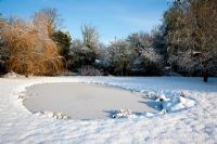 Frozen pond in snowy garden with Salix x sepulcralis var. chrysocoma - Weeping Willow to left