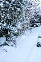 Garden path and border in untouched snow. Including Pittosporum, Philadelphus.