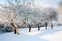 Apple and greengage trees in snow