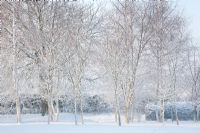 Small Woodland copse in garden, in Snow and mist. Including Betula pendula - Silver Birch, Sorbus aucuparia - Rowan, Acer campestre - Field Maple, Corylus avellana - Hazel and Aesculus hippocastanum - Horse Chestnut at back