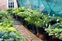 Hostas growing in a shade tunnel at Hosta House