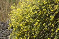 Jasminum nudiflorum growing over a wall -  Winter Jasmine