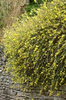 Jasminum nudiflorum growing over a wall - Winter Jasmine