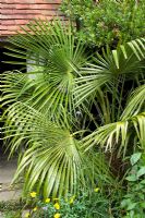 Trachycarpus fortunei AGM - Chusan Palm