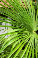Trachycarpus fortunei AGM - Chusan Palm