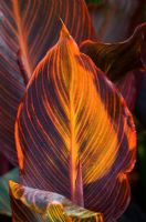 The backlit, stripy leaves of Canna 'Durban'. Also known and marketed as  C. 'Tropicanna' and C. 'Phasion' in various parts of the world