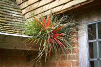 Fascicularia bicolor growing in the guttering on the roof at Great Dixter