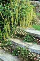 Itea ilicifolia with Erigeron karvinskianus growing in the circular steps at Great Dixter. Mexican daisy