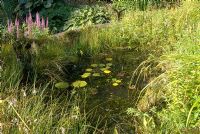 Dense emergent and aquatic vegetation surrounding raised garden wildlife pond at 'Springbank', Davenham, Cheshire NGS