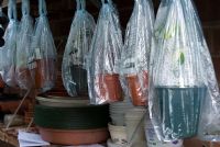 Cuttings in pots surrounded by plastic to reduce water loss in greenhouse