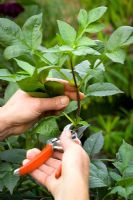 Taking cuttings from Dahlias. Taking cutting from vigorous stem using secateurs. Demonstrated by Kathleen Leighton, nursery manager at Great Dixter