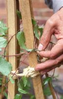 Tying in Clematis onto supporting obelisk