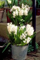Hyacinthus 'L'Innocence' in containers