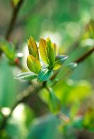 Salix melanostachys with new leaves in early Spring