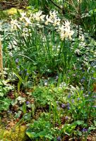 Scillas and Narcissus in woodland garden in early Spring