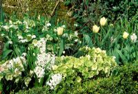 White border in early Spring with Helleborus, Hyacinthus and Tulipa
