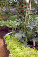 Okra growing in raised vegetable bed in The Girlguiding UK Centenary Garden - RHS Hampton Court 2010