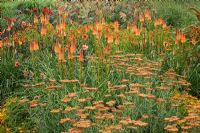 Achillea 'Walther Funcke', Kniphofia 'Alcazar', Dahlia 'Pathfinder' flowering in July - The Savill Garden, Windsor Great Park